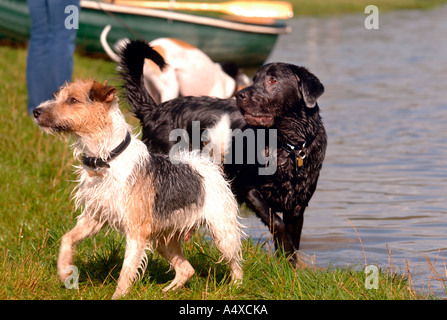 Due cani giocando sulle rive di un lago REGNO UNITO Foto Stock