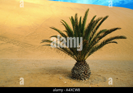 Data palm (Phoenix dactylifera), nel deserto, Namibia, Swakopmund Foto Stock