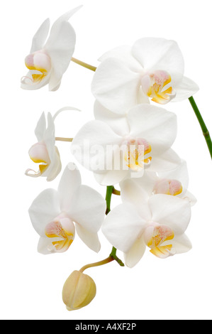 Orchidea (Phalaenopsis schilleriana) Foto Stock