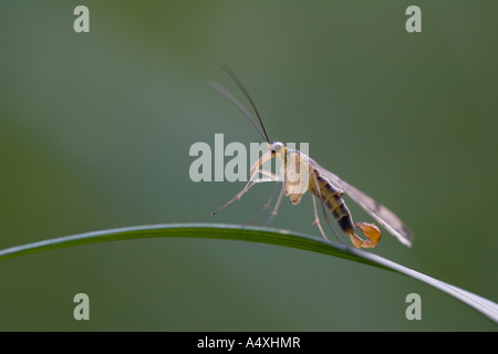 Scorpione comune volare (Panorpa communis) maschio Foto Stock