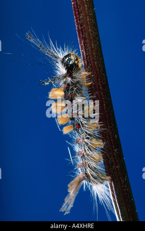 Vaporer tarma vaporer comune, rusty tussock moth (Orgyia antiqua, Orgyia recens), Caterpillar salendo su uno stelo Foto Stock