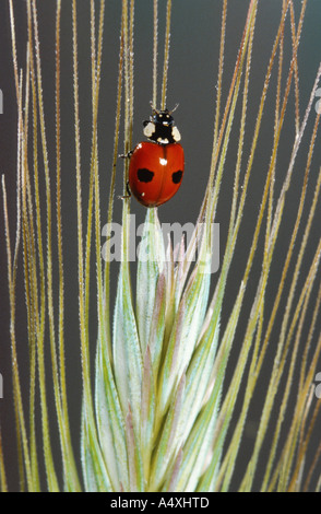 Due spot coccinella, 2-spot ladybird (Adalia bipunctata), seduto su un orecchio Foto Stock