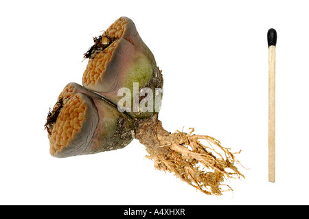 Lithops hookeri v. hookeri, corpo della pianta con radici in confronto ad una corrispondenza Foto Stock