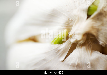 Close up della germogliazione aglio Foto Stock