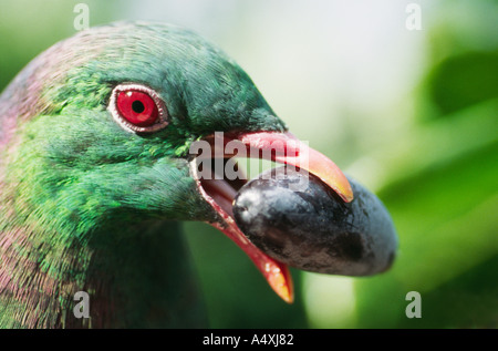 Close up di fame nativa New Zealand Colombaccio mangiando grandi taraire berry Foto Stock