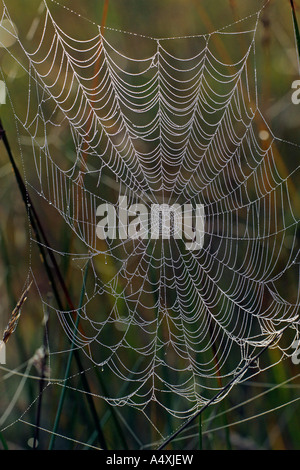 Ragnatela con dewdrops - croce orbweaver - Croce di spider - giardino europeo spider (Araneus diadematus) Foto Stock