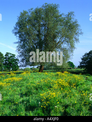 Albero in buttercup meadow può fiume Wharfe nr Tadcaster North Yorkshire Regno Unito Foto Stock