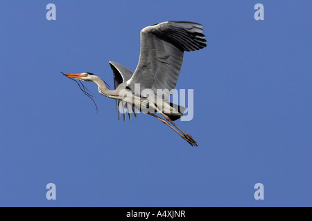 Volare airone cenerino con un ramo nel becco per costruire un nido - airone cenerino con materiale di nidificazione - Politica europea comune heron Foto Stock