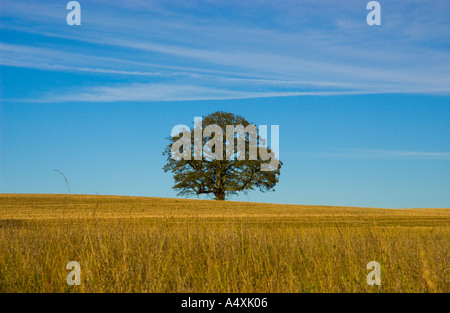 Rovere solitario in un campo di grano in estate Foto Stock