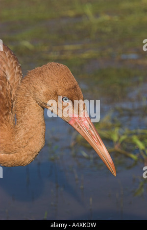 Gru bianca siberiana (Sterkh) / Grus leucogeranus. Ob river, Westrn Siberia, Russia. Foto Stock