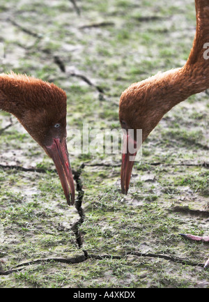 Gru bianca siberiana (Sterkh) / Grus leucogeranus. Ob river, Siberia occidentale, la Russia. Foto Stock