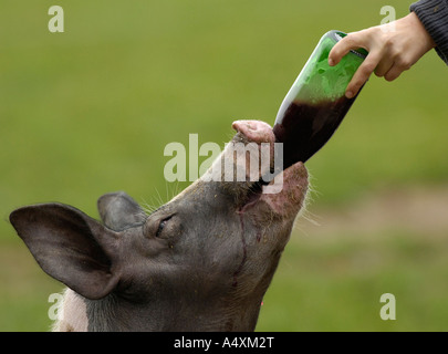 Schwaebisch-Hall (sveva) domestici paese pig Foto Stock