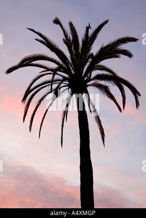 La silhouette di un albero di palma di sera Foto Stock