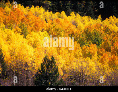 Boschetto di golden vacilla aspens (Populus tremuloides) in Autunno a colori La Plata Canyon Colorado USA Foto Stock