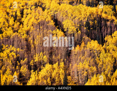 Golden aspens (Populus tremuloides) nel colore di autunno sul Grand Mesa grand mesa national forest colorado usa Foto Stock