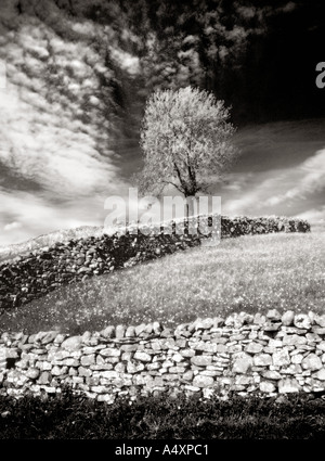 Renoncules e alberi di quercia nei pressi di Keld Yorkshire Dales National Park nello Yorkshire England Regno Unito Foto Stock