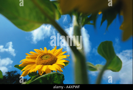 Comune di girasole (Helianthus annuus), singola infiorescenza visto attraverso fogliame, Germania Foto Stock