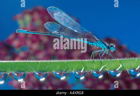 Coenagrion comune, azure damselfly (Coenagrion puella), seduti su una lama di erba con gocce d'acqua Foto Stock