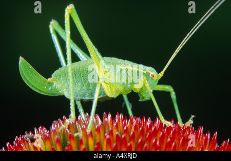 Corto-winged cono-testa, corto-winged conehead (Conocephalus dorsalis), femmina con ovipositor su un fiore rosso Foto Stock