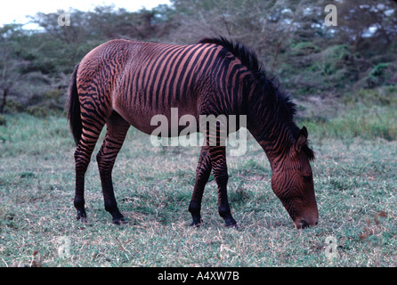 Croce ibrido zebra cavallo stallone di Zebra mare interno Naivasha Kenya Foto Stock
