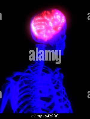 Scheletro umano con il cervello evidenziata in rosso Foto Stock