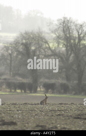 Ritratto di inverno paesaggio di terreni agricoli con un marrone lepre Lepus capensis NORFOLK REGNO UNITO Febbraio Foto Stock