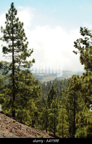 Il cloud raccoglie oltre la corona nazionale foresta sulle pendici del monte Teide Tenerife Canarie Spagna Foto Stock