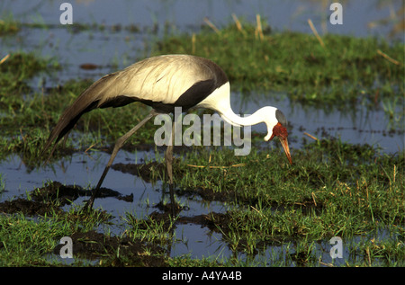 Wattled Crane alimentazione di Okavango Delta Botswana Sud Africa Foto Stock