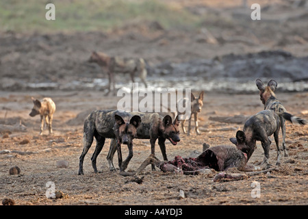 Wilddogs africana - Lycaon pictus - dopo un correttamente Hunt, che mangiano il kudu. Africa, Botswana, Linyanti, Chobe National Park Foto Stock