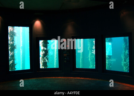 Australia WA Busselton esperienza subacquea vista dal basso con tourist Foto Stock