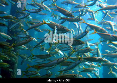Australia WA Busselton esperienza subacquea vista da belowAustralia WA Busselton esperienza subacquea di Limanda Pesce Foto Stock