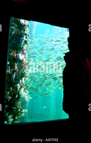 Australia WA Busselton esperienza subacquea vista dal basso con tourist Foto Stock