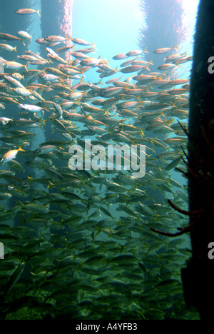 Australia WA Busselton esperienza subacquea vista dal di sotto del pesce Foto Stock