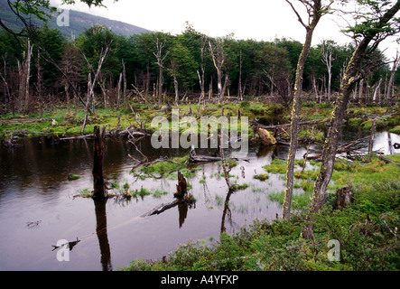 Beaver Dam Beaver pond, mondo naturale, Tierra del Fuego National Park, Città di Ushuaia, Tierra del Fuego Provincia, Argentina Foto Stock