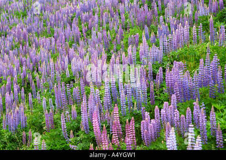 Lupino selvatico, Meridiana, lupino Lupinus perennis Foto Stock