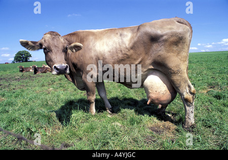 Mucca con grande latte di mammella Foto Stock