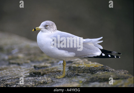 L'anello fatturati gull Larus delawarensis Foto Stock