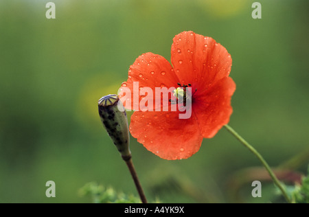 Testa lungo il papavero Papaver dubium Foto Stock