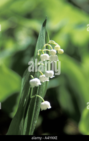 Il giglio della valle Foto Stock