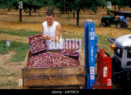 Un uomo francese agricoltore, lavoratore, lavorando, raccolta di prugne, raccolto di prugne, Prugna frutteto, prugna, prugne, frutteto, Saint-Nexans, Dordogne, Aquitaine, Francia Foto Stock