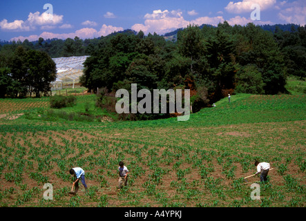 I guatemaltechi popolo guatemalteco sarchiatura di raccolto di mais tra le città di Tecpan e Patzicia Chimaltenango Dipartimento Guatemala Foto Stock