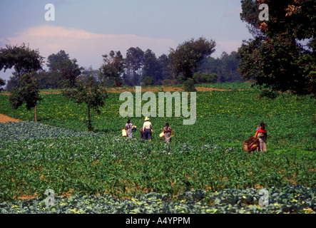 Agricoltura persone il raccolto di granturco raccolto tra le città di Tecpan e Patzicia Chimaltenango Dipartimento Guatemala Foto Stock