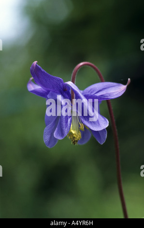 Columbine Aquilega vulgaris Foto Stock