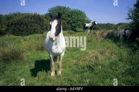 Cavalli al pascolo ai comuni Breney Cornwall Wildlife Trust Reserve Cornovaglia Foto Stock