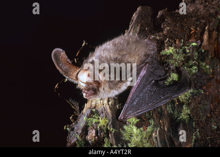 Brown long eared bat Plecotus auritus nel profilo mostra ala Foto Stock