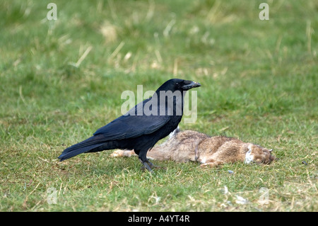 Carrion crow Corvus corone corone con coniglio morto è stato alimentazione su Foto Stock