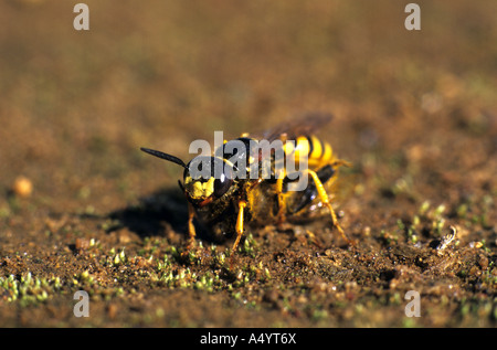 Killer bee wasp Philanthus triangulum Foto Stock