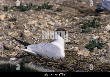 Testa nera gull Larus ridibundus in estate plummage seduta sul nido Foto Stock