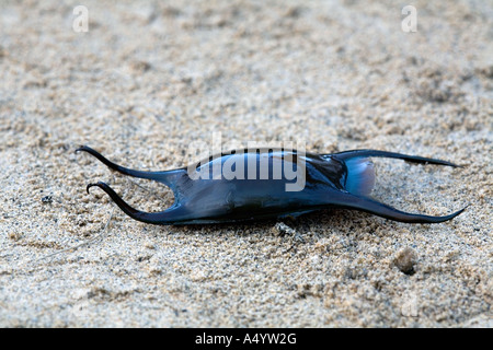 Raggio maculato uovo caso Raja montagui lavato fino su una spiaggia della Cornovaglia inverno Foto Stock