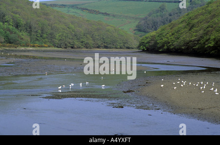 Vista da looe cercando fiume con boschi kilminorth al lato sinistro Foto Stock